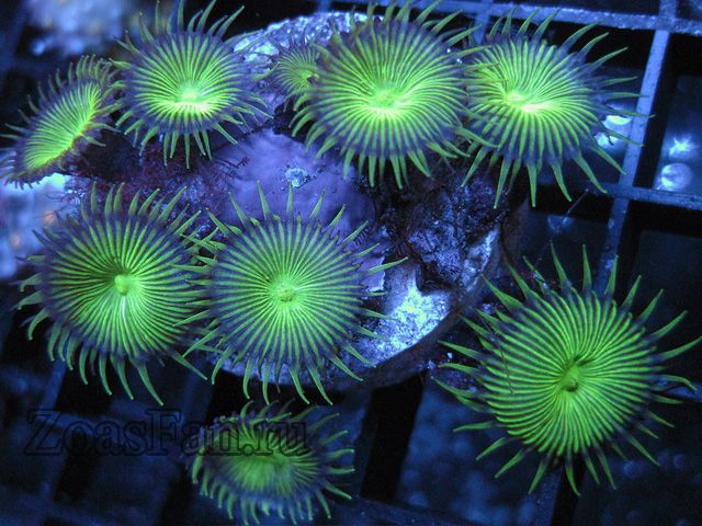 Green Implosion